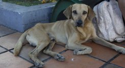 Centro de bienestar animal