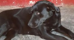 Veterinario enfrenta cargos en Itagüí por eutanasia injustificada a perrita en embarazo