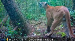 Registros de puma concolor, uno de los grandes felinos que habitan en el Bosque Seco Tropical Pozo Azul, constituyéndose en un indicador del buen estado de conservación de la zona./Foto cortesía Corponor