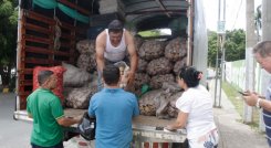 Papatón en Pinar del Río.
