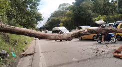 muerte de los motociclistas tras la caída de un árbol 