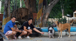 Mini pig.png
