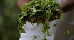Hoja de coca
