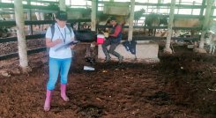 Vacunación contra la fiebre aftosa. / Foto Cortesía