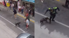 Policía abatió perro