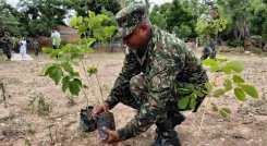 Ejército sembró 200 guayacanes para recuperar la ribera del río Pamplonita