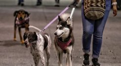 Perros, mascotas. Foto: Colprensa