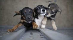 DE LA ESPRIELLA SANCIONA LA LEY QUE CASTIGA EL ABUSO SEXUAL CONTRA LOS ANIMALES