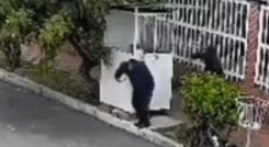 Ataque a vigilante, Bogotá