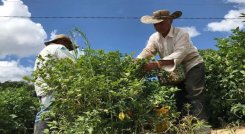  Cultivadores claman al Gobierno nacional un salvavidas con los seguros de cosechas.