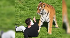 Tigre