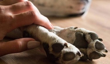 Conozca de qué se trata el proyecto de ley, que busca dar tres días de licencia por muerte de una mascota y en qué estado se encuentra para que sea sancionado. 