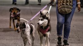 Perros, mascotas. Foto: Colprensa