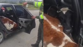 Insólito operativo: así llevaban dos terneros en un carro como si fueran pasajeros