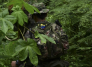 Guerrillero de las Farc se adentra entre la selva en algún lugar de Colombia. 
