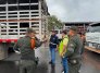 OPERATIVO CONJUNTO PERMITE INCAUTACIÓN DE 26 SEMOVIENTES Y FORTALECE EL CONTROL SANITARIO EN NORTE DE SANTANDER