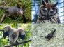 Animales-en-vía-de-extinción. Foto: El Colombiano.