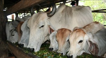 Colombia exportó casi treinta mil toneladas de carne. (Foto: Archivo La Opinión)