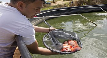 La tilapia tuvo un gran desempeño en las ventas externas.