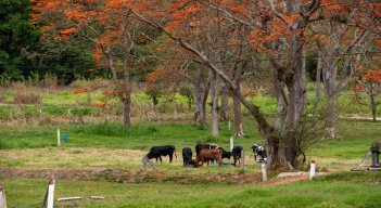 Con este proyecto buscan mitigar los efectos del calentamiento global y la prolongada pandemia que afecta la producción agropecuaria. /Foto: Cortesía/ La Opinión