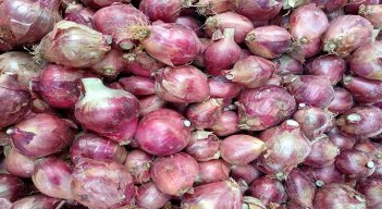 Son aproximadamente 6 mil familias dedicadas al cultivo de la cebolla. /Cortesía/La Opinión.