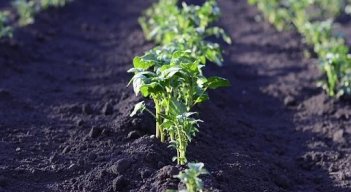 Las huertas comunitarias generan alimentos saludables. / Foto: Cortesía