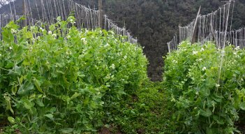 Cultivo-de-arveja