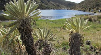 Las comunidades paramunas anunciaron que estudian la posibilidad de presentar demandas ante organismos de justicia ambiental internacional en contra del Gobierno, debido a que no se ha podido reiniciar el proceso de delimitación del páramo ni se han reiniciado nuevas mesas de concertación. / Foto: Colprensa