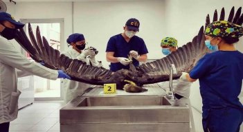  Forenses veterinarios tomaron muestras para los análisis./Foto: cortesía