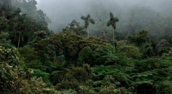 El corredor ecológico entre el bosque Niebla–El Globo, en Támesis (Antioquia), es fundamental para proteger 294 especies de aves, 24 de reptiles, 8 de anfibios, entre otros.