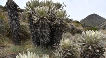 La inflorescencia del frailejón es fundamental para la preservación del agua. / Foto: Roberto Ospino