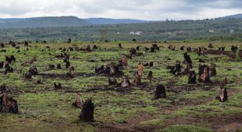 Deforestación en Colombia.