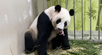 La reproducción del panda, en cautiverio o en estado salvaje, es notoriamente difícil, según los expertos. / Foto: AFP