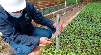 En diez viveros se producirán los árboles./Foto Cortesía