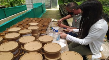 El vivero de la universidad Francisco de Paula Santander, seccional Ocaña hace aportes importantes para la reforestación de las fincas cafeteras de Norte de Santander.