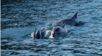 Los delfines son protegidos en muchos países.