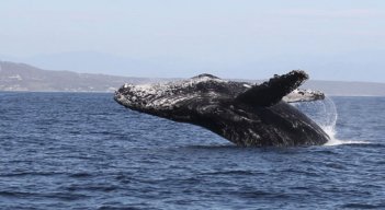 Ballena Jorobada