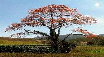 Estudiantes de la facultad de Ciencias Agrarias y del Ambiente trabajan en un proyecto de grado para conservar las cuencas hidrográficas con la siembra del barbatusco. Foto: Cortesía / La Opinión 