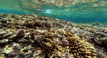 "Mientras los arrecifes coralinos estén allí, tenemos muchos peces y, por lo tanto, trabajo", explica instructor de buceo,/AFP 