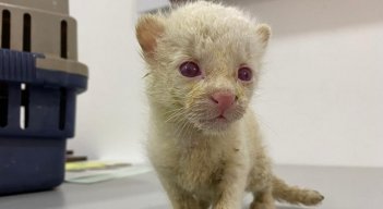 Felino albino