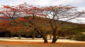 El barbatusco fue escogido como el árbol insignia de Ocaña para simbolizar la protección de las cuencas hidrográficas de la región.