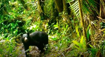 Durante días fue observado el oso en Santubán./Foto corrtesía