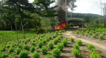 Los cultivos de hoja de coca y la producción de alcaloides son caldo de cultivo de la violencia en el Catatumbo. /Colprensa