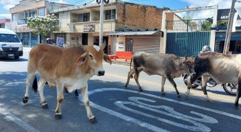 Una campaña de recolección de semovientes adelanta la administración municipal. Después de un mes de tratamiento veterinario si no aparece el dueño se entregará en adopción como lo establece la ley. / Foto: Cortesía 