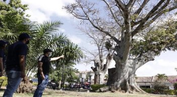En Ocaña se adelanta un censo forestal como insumo para adoptar estrategias dentro del programa de silvicultura urbana que será incorporado al Plan de Ordenamiento Territorial. / Foto: Cortesía / La Opinión 