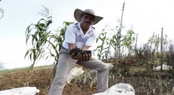 Un fenómeno bastante acentuado se registra en la zona del Catatumbo y es el desplazamiento de los jóvenes del campo hacia las ciudades. Únicamente los adultos mayores se quedan con los cultivos tradicionales. 