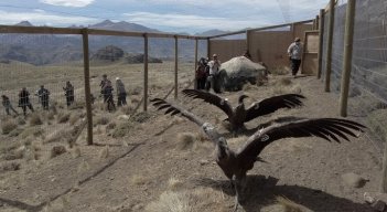 Cóndores recobran nueva vida salvaje en reserva natural de la Patagonia de Chile./Foto: AFP