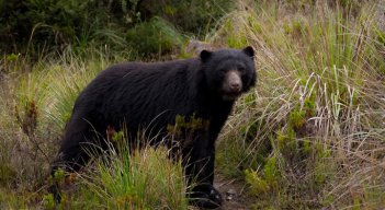 El oso andino es considerado el guardián de los páramos y del agua. / Foto: Colprensa