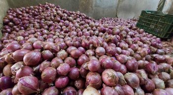 Los campesinos de la provincia de Ocaña insisten en recuperar la semilla para obtener la denominación de origen para conquistar nuevos mercados y así evitar la competencia del producto procedente del vecino país de Perú.