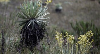 Frailejones se verían afectados por el cambio climático, confirma estudio./Foto: internet